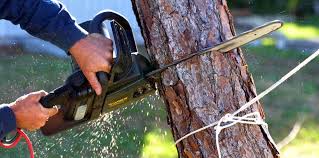 Reliable Coos Bay, OR Tree Services Solutions