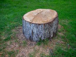 Best Tree and Shrub Care  in Coos Bay, OR
