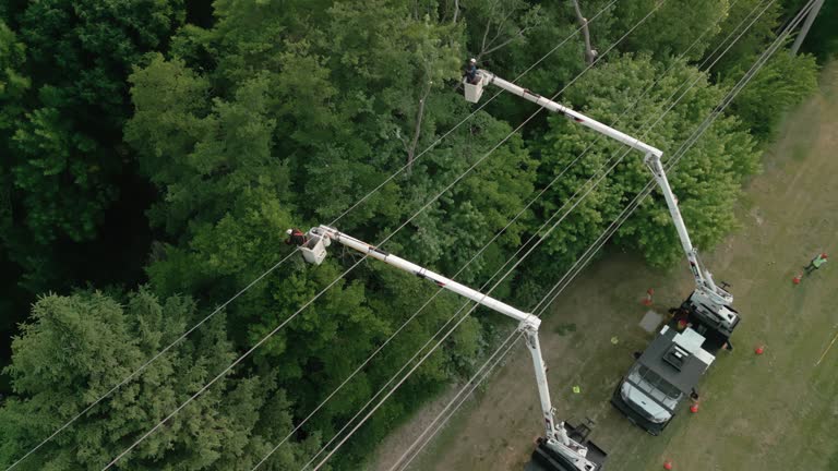 Best Tree Disease Treatment  in Coos Bay, OR