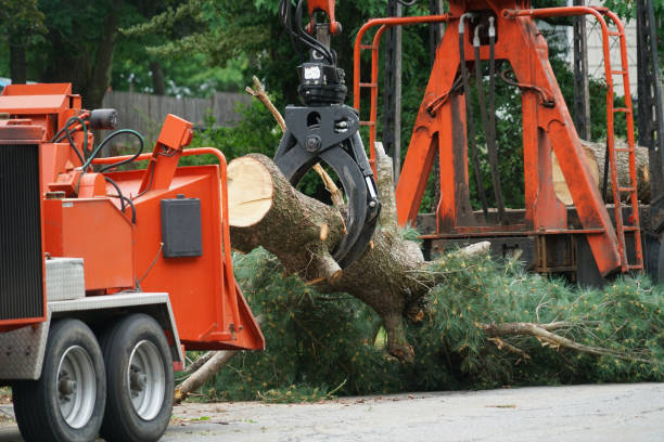 Best Tree Risk Assessment  in Coos Bay, OR