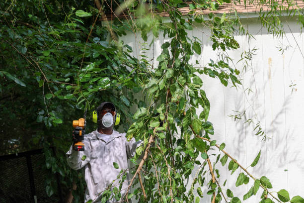 How Our Tree Care Process Works  in  Coos Bay, OR